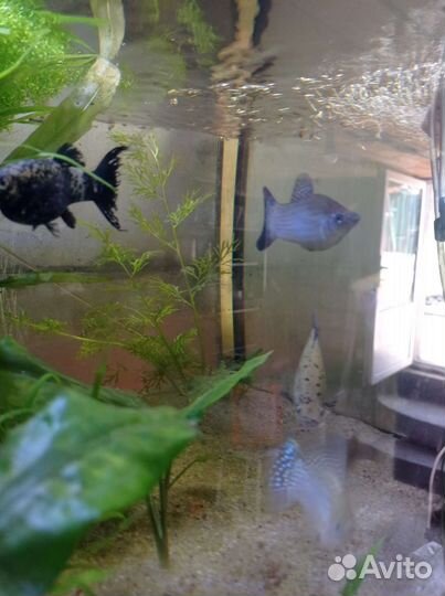 Аквариумная рыбы