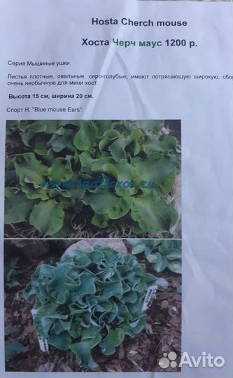 Мини хоста Церковная мышь