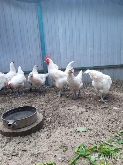 Домашние курочки,петушки