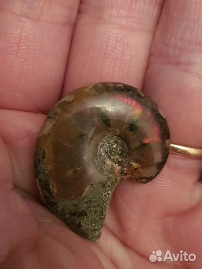 Опализированный аммонит