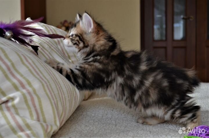 Шикарный котик