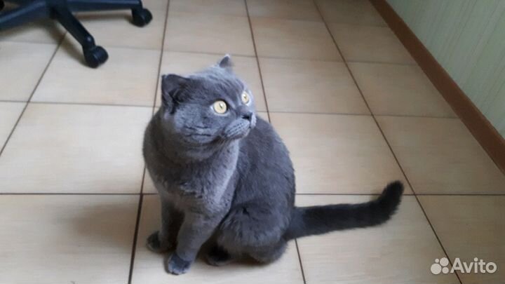 Вязка с британцем