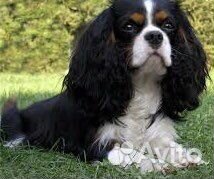 Кавалер кинг чарльз спаниель вязка