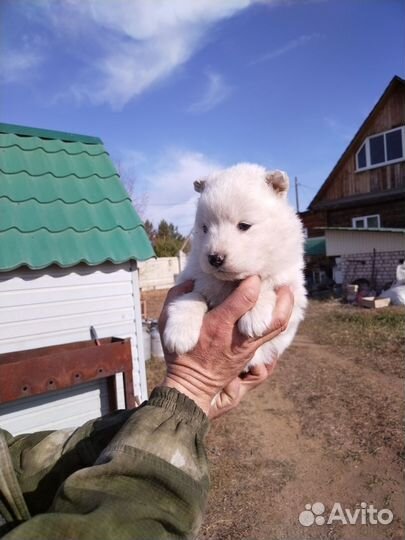 Самоедская лайка