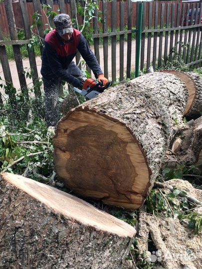 Спил деревьев