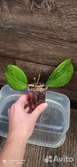 Хойи сортовые