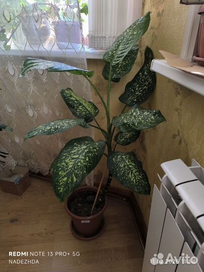 Диффенбахия