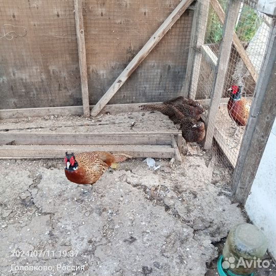 Декоративные птицы