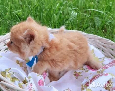 Рыжий малыш вырастет в роскошного кота. Ищем дом