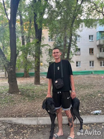 Немецкий дог