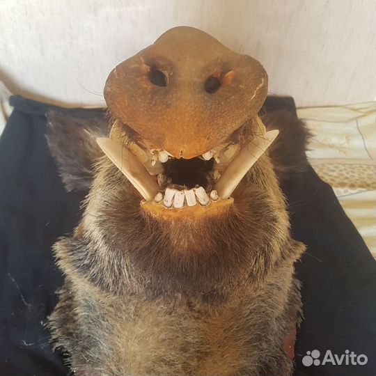 Чучело головы кабана