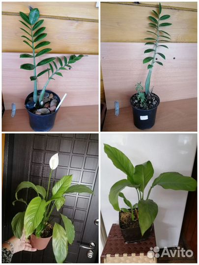 Продаю комнатные цветы