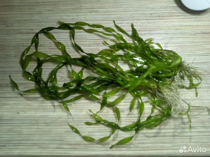 Аквариумные растения прополка