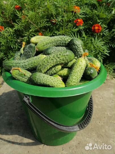 Огурцы домашние