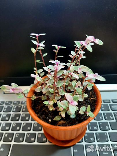 Каллизия розовая пантера