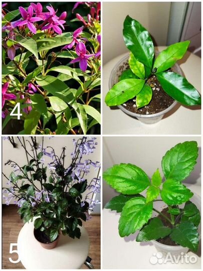 Комнатные растения, много разных (3)