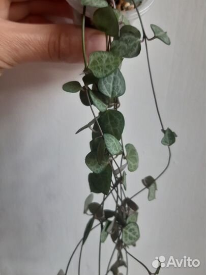 Церопегии, разные виды