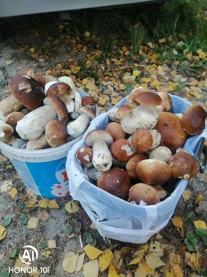 Участок 21,7 сот. (ИЖС)