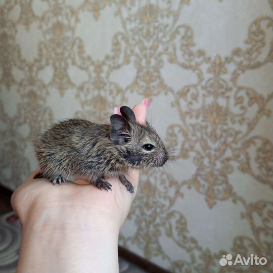 Чилийская белка дегу