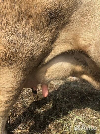 Продаю корову первотелку