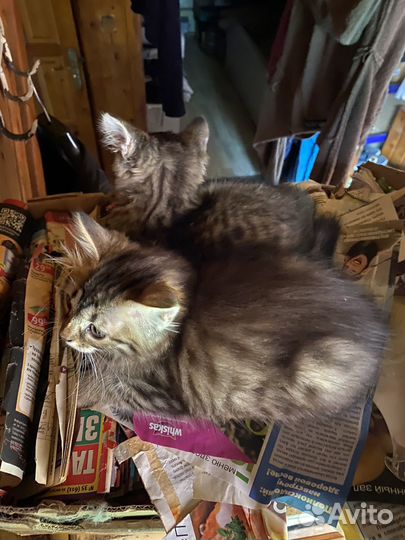 Котята в добрые руки даром