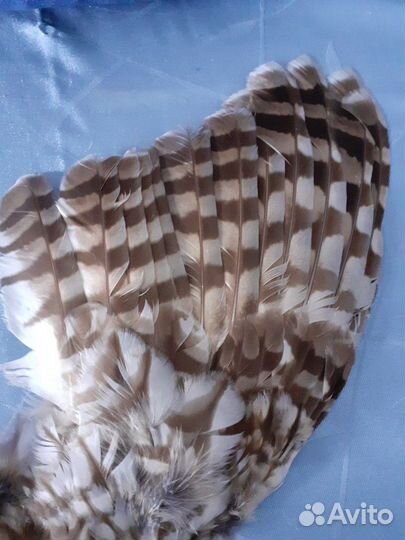 Перья дикой птицы