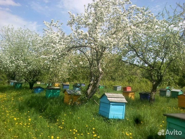 Пчелосемьи,рои