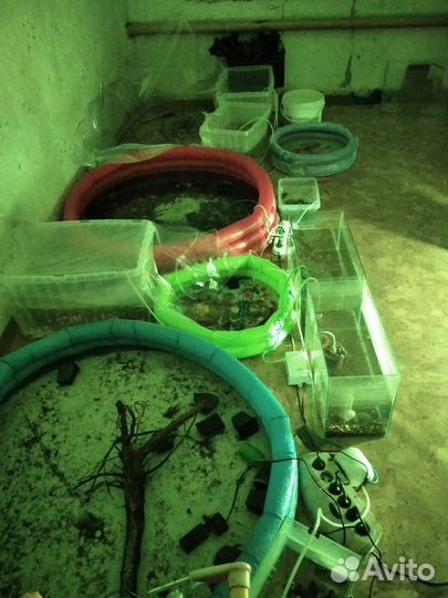 Аквариумные рыбки