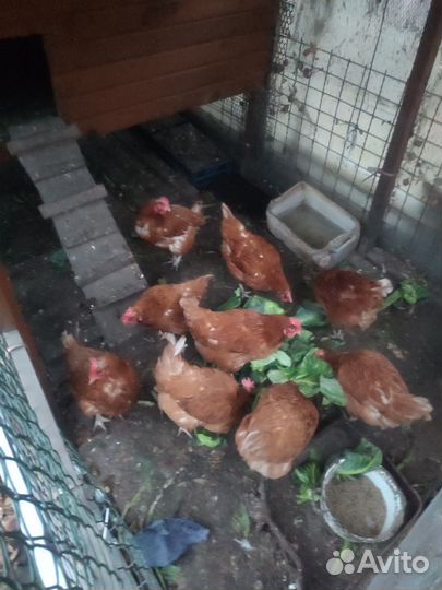 Куры несушки продам