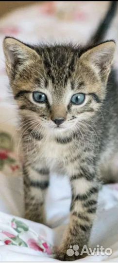Кошка в дар