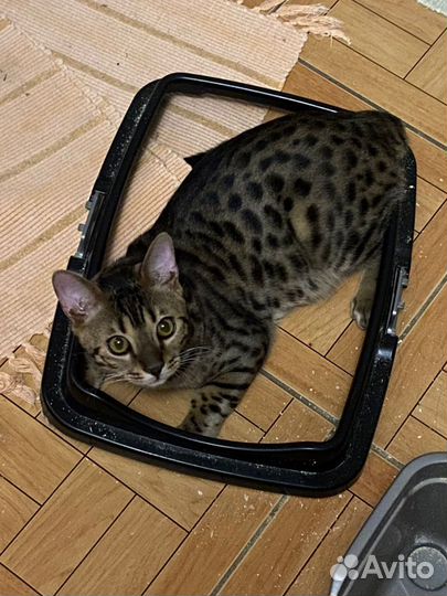 Бенгальский кот вязка