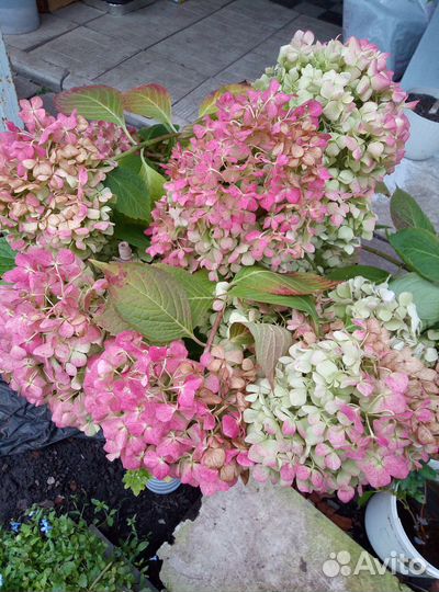 Гортензии метельчатые и крупнолистные махровые