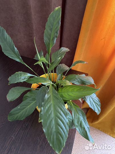 Спатифиллум (женское счастье)