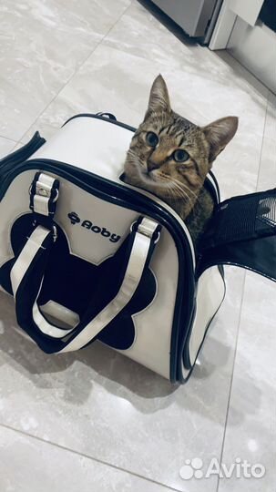Переноска для кошек и собак