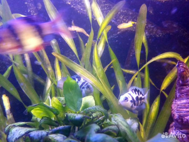 Аквариумные рыбки