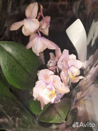 Орхидеи ароматные