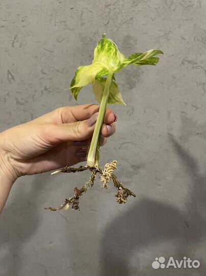 Эпипремнум голден флейм