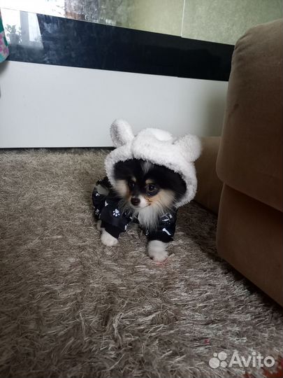 Померанский шпиц
