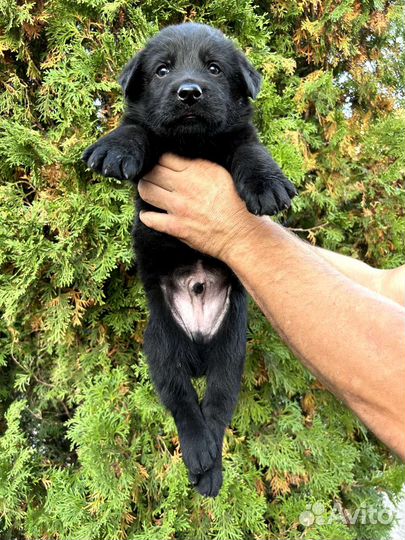 Щенки лабрадора черные