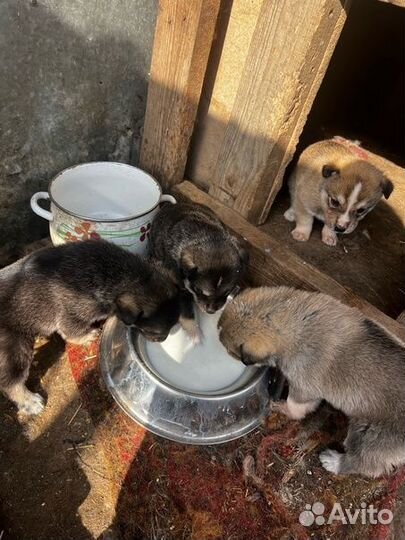 Щенки