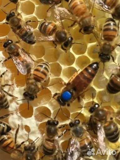 Матки бакфаст