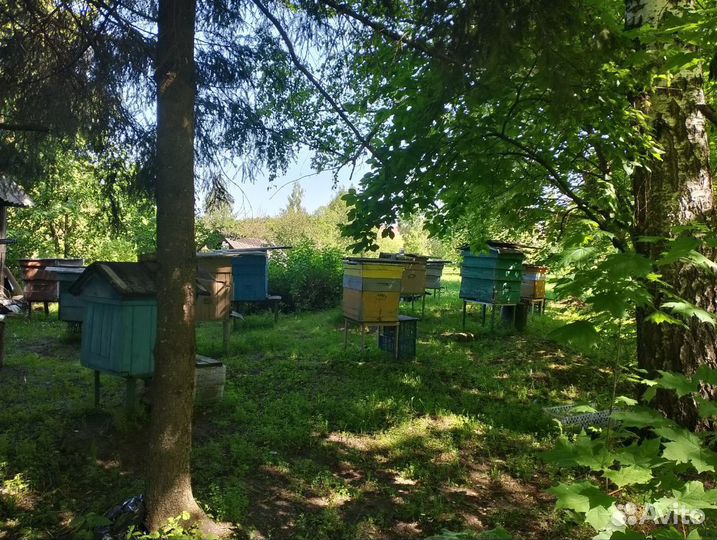 Пчелы пасека под ключ