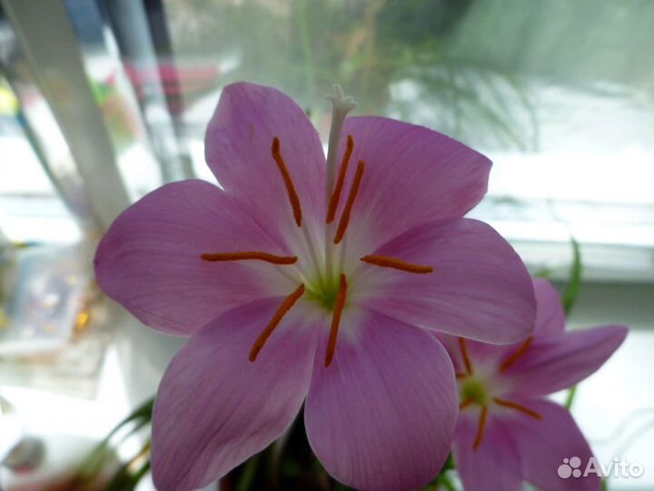 Зефирантес розовый