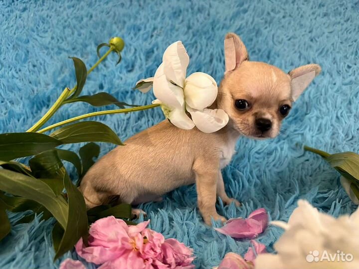 Щенки чихуахуа мини братики