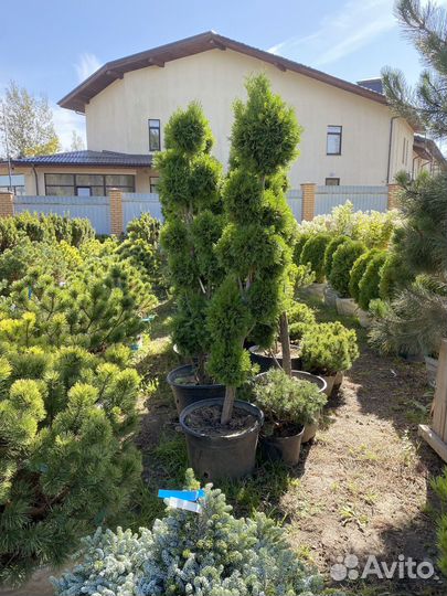 Саженцы Туи Брабант Чупа Чупс 65 см