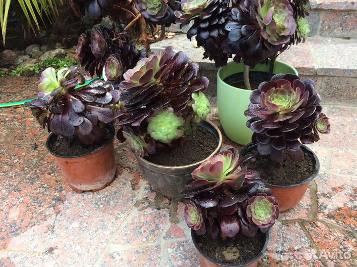 Эониум Древовидный