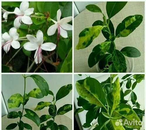 Комнатные цветы растение клеродендрум Инерме вар