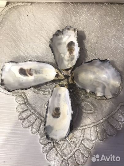 Ракушки морские