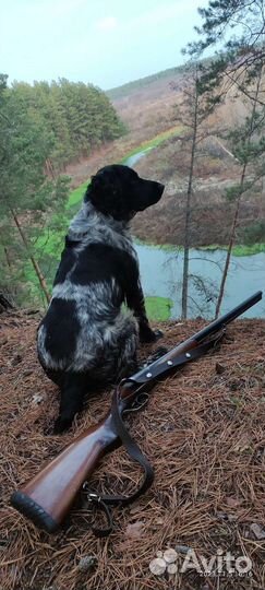 Русский спаниель вязка