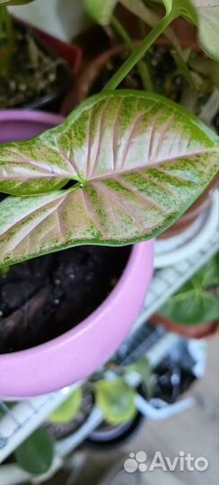 Сингониум Пинк флекед